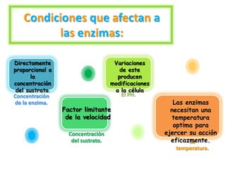 Condiciones que afectan a
         las enzimas:

Directamente                         Variaciones
proporcional a                         de este
       la                             producen
concentración                       modificaciones
 del sustrato.                       a la célula
Concentración                          El PH.
de la enzima.                                           Las enzimas
                 Factor limitante                      necesitan una
                  de la velocidad                      temperatura
                                                        optima para
                   Concentración                     ejercer su acción
                    del sustrato.                      eficazmente.
                                                             La
                                                        temperatura.
 
