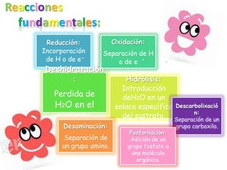 Reacciones
  fundamentales:
       Reducción:             Oxidación:
      Incorporación      Separación de H
       de H o de e           o de e
      Deshidratación
            :                     Hidrólisis:
                                 Introducción
         Perdida de              deH2O en un
         H2O en el             enlace especifico Descarbolixació
                                                       n:
         sustrato.               del sustrato. Separación de un
            Desaminación:                            grupo carboxilo.
                                    Fosforilación:
             Separación de          Adición de un
            un grupo amino.        grupo fosfato a
                                     una molécula
                                       orgánica.
 