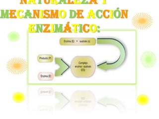 Naturaleza y
Mecanismo de acción
    enzimático:
 