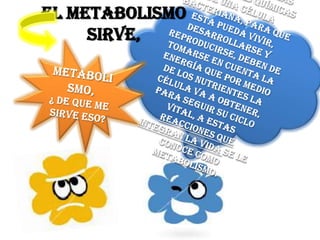 El metabolismo
     sirve,
 