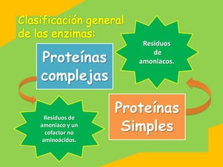 Residuos

Proteínas
                       de
                   amoniacos.

complejas

                Proteínas
                 Simples
  Residuos de
amoniaco y un
  cofactor no
 aminoácidos.
 