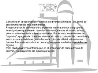 Consistirá en la observación y análisis de diversos animales , así como de sus características más elementales. Presentaremos la actividad de la siguiente manera: somos un grupo de investigadores que desean recopilar información sobre el mundo animal, pero no sabemos nada sobre los animales. Por lo tanto, necesitamos de “ expertos”, que puedan traernos información sobre cualquier tipo de animal y sobre sus características generales como: tipo de hábitat, alimentación , hábitos, forma de reproducirse , comportamientos, cuidados especiales de higiene,… Para ello buscaremos información en el ordenador de clase a través de internet, y realizaremos las siguientes tareas: TAREA 