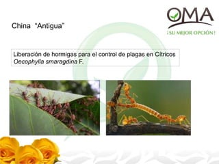 China “Antigua”
Liberación de hormigas para el control de plagas en Cítricos
Oecophylla smaragdina F.
 