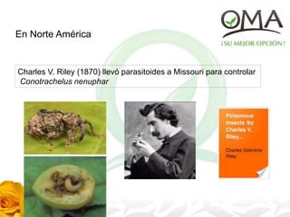 En Norte América
Charles V. Riley (1870) llevó parasitoides a Missouri para controlar
Conotrachelus nenuphar
 
