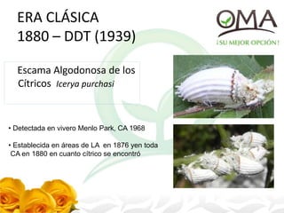 ERA CLÁSICA
1880 – DDT (1939)
Escama Algodonosa de los
Cítricos Icerya purchasi
• Detectada en vivero Menlo Park, CA 1968
• Establecida en áreas de LA en 1876 yen toda
CA en 1880 en cuanto cítrico se encontró
 