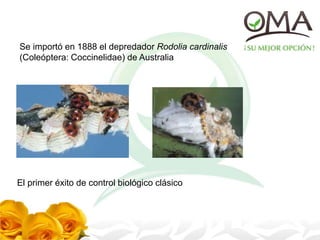 Se importó en 1888 el depredador Rodolia cardinalis
(Coleóptera: Coccinelidae) de Australia
El primer éxito de control biológico clásico
 
