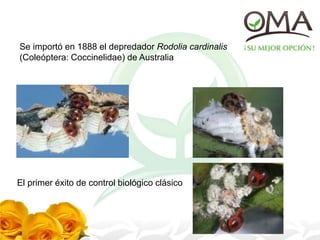 Se importó en 1888 el depredador Rodolia cardinalis
(Coleóptera: Coccinelidae) de Australia
El primer éxito de control biológico clásico
 