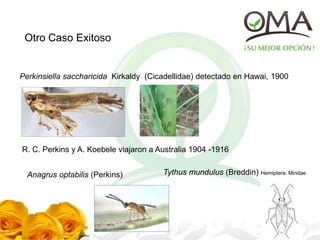 Otro Caso Exitoso
Perkinsiella saccharicida Kirkaldy (Cicadellidae) detectado en Hawai, 1900
R. C. Perkins y A. Koebele viajaron a Australia 1904 -1916
Anagrus optabilis (Perkins) Tythus mundulus (Breddin) Hemiptera: Miridae
 