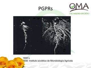 PGPRs
1800`s
1930: Instituto soviético de Microbiología Agrícola
 