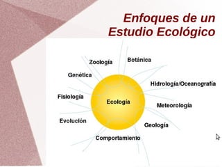 Enfoques de un
Estudio Ecológico
 