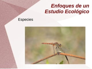 Enfoques de un
Estudio Ecológico
Especies
 