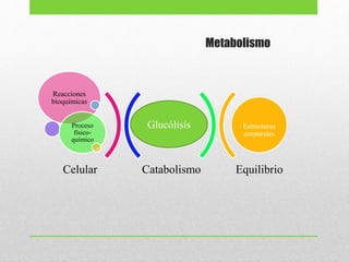 Metabolismo
Catabolismo Equilibrio
Reacciones
bioquímicas
Proceso
físico-
químico
Estructuras
corporales
Celular
Glucólisis
 