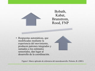 Bobath,
Kabat,
Brunstrom,
Rood, FNP
• Respuestas automáticas, que
modificadas mediante la
experiencia del movimiento,
producen patrones integrados y
sumados a los estímulos
sensoriales, dan lugar al
desarrollo de la coordinación.
Figura l. Marco aplicado de referencia del neurodesarrollo. Polonio, B. (2001)
 