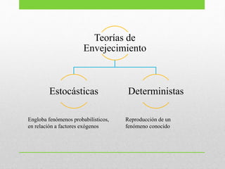 Teorías de
Envejecimiento
Estocásticas Deterministas
Engloba fenómenos probabilísticos,
en relación a factores exógenos
Reproducción de un
fenómeno conocido
 