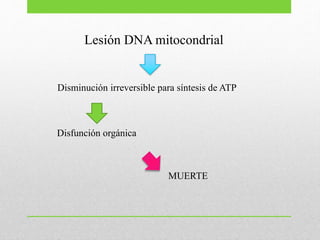 Lesión DNA mitocondrial
Disminución irreversible para síntesis de ATP
Disfunción orgánica
MUERTE
 