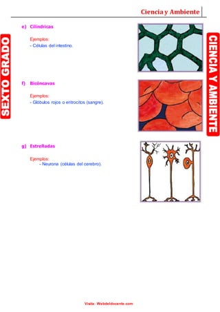 Ciencia y Ambiente
Visita: Webdeldocente.com
e) Cilíndricas
Ejemplos:
- Células del intestino.
f) Bicóncavas
Ejemplos:
- Glóbulos rojos o eritrocitos (sangre).
g) Estrelladas
Ejemplos:
- Neurona (células del cerebro).
 