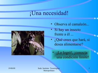 ¡Una necesidad! Observa al camaleón... Si hay un insecto frente a él ... ¿Qué crees que hará, si desea alimentarse? ¡Lo logró!, ¡conocía una condición límite! 06/06/09 Sede: Instituto  Tecnologico  Metropolitano 