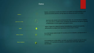 Datos
Berberis
Maguey
Palmera oriental
Laurel de la india
Palma de Sombrero
Berberis, comúnmente conocido como barberis, es un género que incluye alrededor de 500
especies de arbustos perennes y de hoja caduca con alturas que van de 1 a 5 metros.
laurel de la india, llamado comúnmente laurel de Indias, ?
es una de las especies del género
Ficus nativa del sur y sureste de Asia. Se distribuye naturalmente por las regiones tropicales,
considerándose en muchos lugares como especie invasiva.
Agave o maguey es un género de plantas monocotiledóneas, generalmente suculentas,
pertenecientes a la antigua familia Agavaceae a la que le daba su nombre.
es un árbol siempre verde de hasta 16 m de altura y 20 cm de diámetro. Las hojas son de 3.5
a 4 m de largo.
es una palmera con un tallo solitario, muy fuerte, que alcanza un tamaño de hasta 10 metros
de altura y 35-70 centímetros de diámetro. Las plantas tienen 20-30 hojas, cada una con
60-120 foliolos.
 