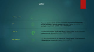 Datos
árbol copa completa
pino
árbol copa
árbol copa chica
Pinus es un género de plantas vasculares, comúnmente llamadas pinos?
, pertenecientes al
grupo de las coníferas y, dentro de este, a la familia de las Pinaceae, que presentan una
ramificación frecuentemente verticilada y más o menos regular?
.
Los árboles están formados por tres partes: la raíz, el tronco y la copa. Los dos primeros son
los que diferencian, fundamentalmente, a un árbol de un arbusto.
Los árboles están formados por tres partes: la raíz, el tronco y la copa. Los dos primeros son
los que diferencian, fundamentalmente, a un árbol de un arbusto.
 