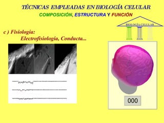 TÉCNICAS EMPLEADAS EN BIOLOGÍA CELULAR   c ) Fisiología:  Electrofisiología, Conducta... COMPOSICIÓN ,  ESTRUCTURA  Y  FUNCIÓN BIOLOGÍA CELULAR 