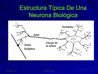 Estructura Típica De Una Neurona Biológica 