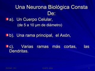 Una Neurona Biológica Consta De: a).  Un Cuerpo Celular, (de 5 a 10 µm de diámetro) b).  Una rama principal,  el Axón, c).  Varias ramas más cortas,  las Dendritas. 