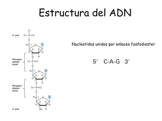 Estructura del ADN Nucleotidos unidos por enlaces fosfodiester 
