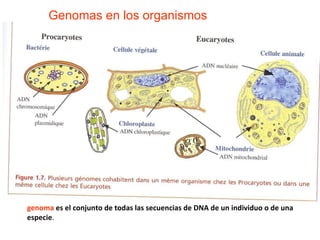 Genomas en los organismos genoma  es el conjunto de todas las secuencias de  DNA  de un individuo o de una especie .  