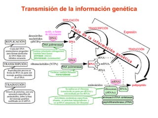 Transmisión de la información genética 