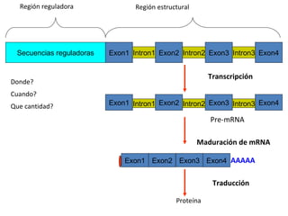 Secuencias reguladoras Exon1 Intron1 Exon3 Exon2 Exon4 Intron2 Intron3 Región reguladora  Región estructural Donde? Cuando?  Que cantidad? Exon1 Intron1 Exon3 Exon2 Exon4 Intron2 Intron3 Pre-mRNA Exon1 Exon3 Exon2 Exon4 AAAAA Proteína Transcripción Maduración de mRNA Traducción 