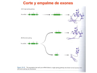 Corte y empalme de exones 