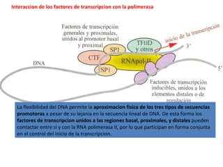 Interaccion de los factores de transcripcion con la polimerasa La flexibilidad del DNA permite la  aproximacion fisica de los tres tipos de secuencias promotoras  a pesar de su lejania en la secuencia lineal de DNA. De esta forma los  factores de transcripcion unidos a las regiones basal, proximales, y distales  pueden contactar entre si y con la RNA polimerasa II, por lo que participan en forma conjunta en el control del inicio de la transcripcion. 