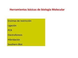 Herramientas básicas de biología Molecular Enzimas de restricción Ligación PCR Electroforesis Hibridación Southern Blot 