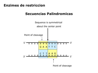 Secuencias Palindromicas Enzimes de restriccion Sequence is symmetrical  about the center point G A A T T C C T T A A G Point of cleavage Point of cleavage 5’ 5’ 3’ 3’ 