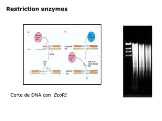 Corte de DNA con  Eco RI Restriction enzymes 