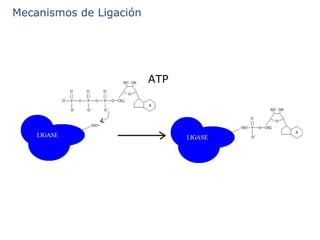 Mecanismos de Ligación ATP 