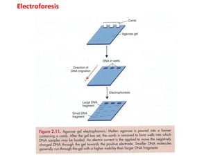Electroforesis 