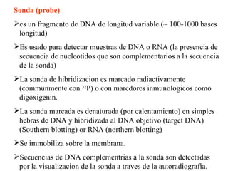 Sonda ( probe )   e s  un  fragment o   de  DNA  de longitud variable  ( ~  100-1000 bases longitud) Es u s a d o para  detect ar muestras de  DNA o RNA  (la  presenc ia   de   secuencia de  nucleotid os que son  complementar ios a la secuencia de la sonda) La sonda de hibridizacion es marcado radiactivamente  (comm unmente   con   32 P) o  con marcdores inmunologicos como  digoxigenin. La sonda marcada es denaturada  ( por   calentamiento )  en simples hebras de  DNA  y  h i bridiz a d a   al DNA objetivo ( target DNA )  (Southern blotting) or RNA (northern blotting)  Se  immobiliz a   sobre la  membran a .  Secuencias de  DNA  complementrias a la sonda son  detect a d as por la visualizacion de la sonda a traves de la autoradiografia.  