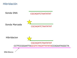 Hibridación Sonda  DNA Sonda Marcada H i brid ac ion DNA Blanco CGCAGATCTAAT ATAT CGCAGATCTAAT ATAT CCTTCCGGAATTA GCGTCTAGATTATATA CCAGAATAGGCTA CGCAGATCTAAT ATAT 