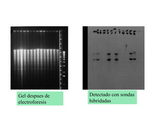 Gel despues de electroforesis Detectado con sondas hibridadas 