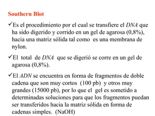 Southern Blot   Es el procedimiento por el cual se transfiere el  DNA  que ha sido digerido y corrido en un gel de agarosa (0,8%), hacia una matriz sólida tal como  es una membrana de nylon.  El  total  de  DNA   que se digerió se corre en un gel de agarosa (0,8%).  El  ADN  se encuentra en forma de fragmentos de doble cadena que son muy cortos  (100 pb)  y otros muy grandes (15000 pb), por lo que el  gel es sometido a determinadas soluciones para que los fragmentos puedan ser transferidos hacia la matriz sólida en forma de cadenas simples.   (NaOH) 