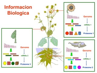 InformacionBiologica Genome Genome Genome mRNAs 1 mRNAs 2 mRNAs 3 Proteome 1 Proteome 2 Proteome 3 