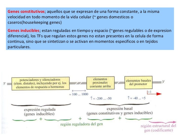 Introducción a biologia molecular