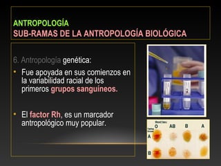 ANTROPOLOGÍA
SUB-RAMAS DE LA ANTROPOLOGÍA BIOLÓGICA
6. Antropología genética:
• Fue apoyada en sus comienzos en
la variabilidad racial de los
primeros grupos sanguíneos.
• El factor Rh, es un marcador
antropológico muy popular.
 