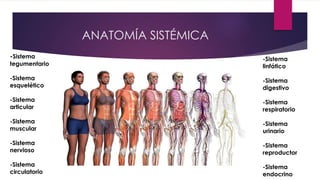 ANATOMÍA SISTÉMICA
-Sistema
tegumentario
-Sistema
esquelético
-Sistema
articular
-Sistema
muscular
-Sistema
nervioso
-Sistema
circulatorio
-Sistema
linfático
-Sistema
digestivo
-Sistema
respiratorio
-Sistema
urinario
-Sistema
reproductor
-Sistema
endocrino
 