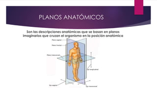 PLANOS ANATÓMICOS
Son las descripciones anatómicas que se basan en planos
imaginarios que cruzan el organismo en la posición anatómica
 