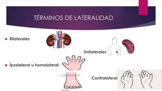 TÉRMINOS DE LATERALIDAD
 Bilaterales
Unilaterales
 Ípsolateral u homolateral
Contralateral
 