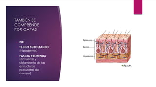 TAMBIÉN SE
COMPRENDE
POR CAPAS
• PIEL
• TEJIDO SUBCUTANEO
(hipodermis)
• FASCIA PROFUNDA
(envuelve y
aislamiento de las
estructuras
profundas del
cuerpo)
 