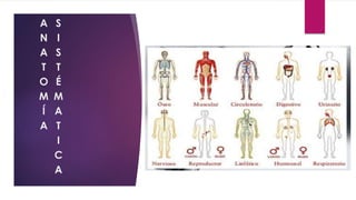 A
N
A
T
O
M
Í
A
S
I
S
T
É
M
A
T
I
C
A
 