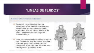 *LINEAS DE TEJIDOS*
 